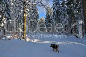 verschneiter Winterwald