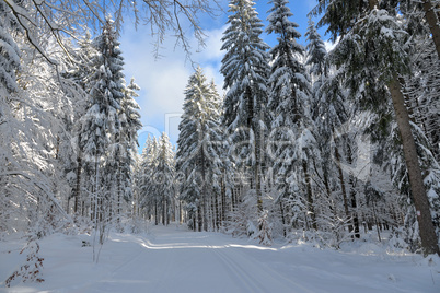 verschneiter Winterwald Loipe