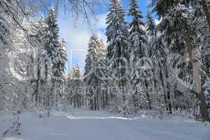 verschneiter Winterwald Loipe