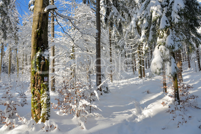 verschneiter Winterwald