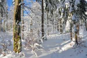 verschneiter Winterwald