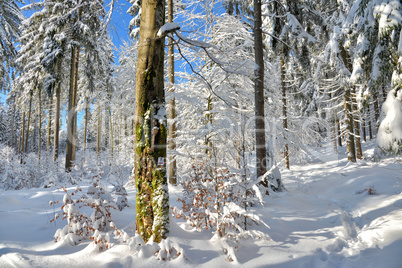 verschneiter Winterwald