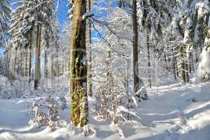 verschneiter Winterwald