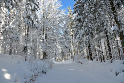 verschneiter Winterwald Loipe