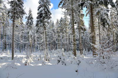 verschneiter Winterwald