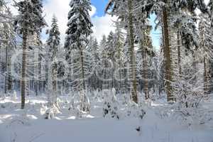 verschneiter Winterwald