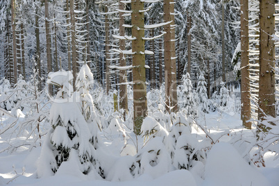 verschneiter Winterwald