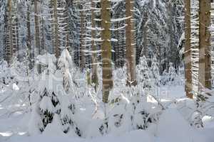 verschneiter Winterwald