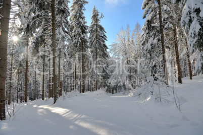 verschneiter Winterwald Loipe