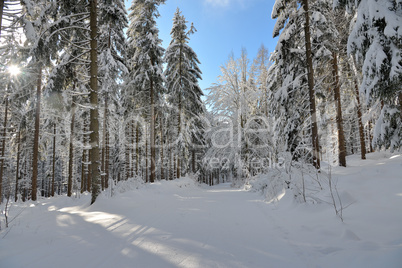 verschneiter Winterwald Loipe