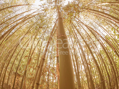 Retro looking Bamboo tree