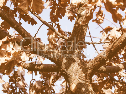 Retro looking Oak tree