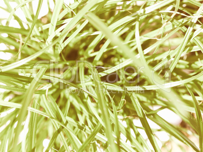 Retro looking Grass meadow weed