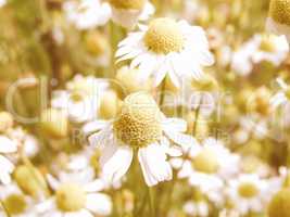 Retro looking Chamomile