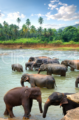Herd of elefants