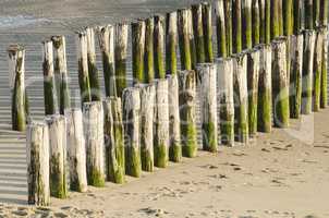 Two rows of white green groynes on a beach .