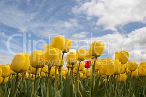 Yellow tulips and one red tulip