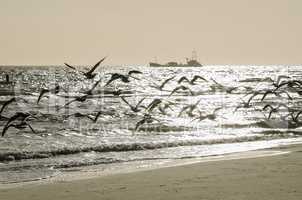 Abstract flock of birds above a beach.