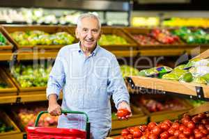 Senior man picking out tomatoes