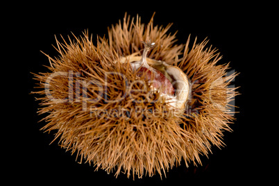 Chestnuts on a black reflective background