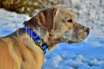 Labrador mit blauem Halsband