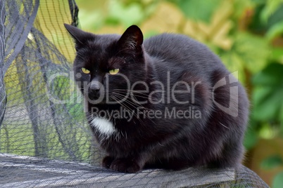 Schwarze Katze mit weißem Brustfleck