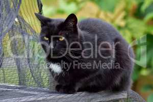 Schwarze Katze mit weißem Brustfleck