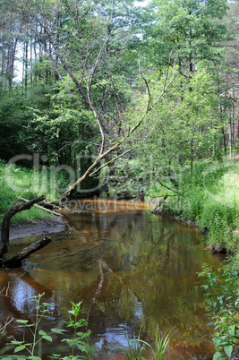 forest river