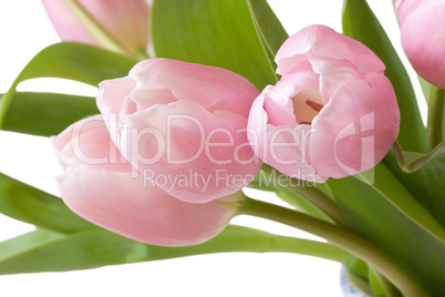 Nahaufnahme von rosa Tulpen