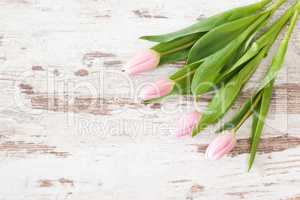 Rosa Tulpen auf Holzhintergrund