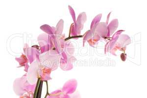 Beautiful pink orchid