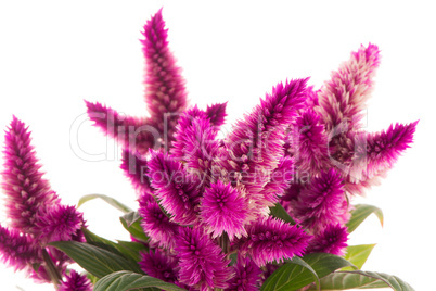 Cockscomb celosia spicata plant