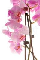 Beautiful pink orchid