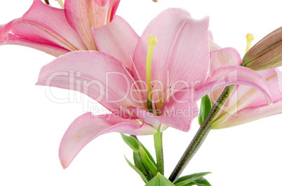 Pink lilies