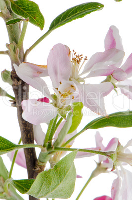 Closeup of Apple blossoms