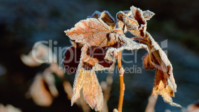 The frozen leaves