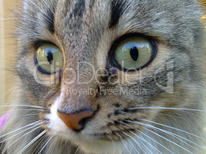 Cat photographed close up in the daytime