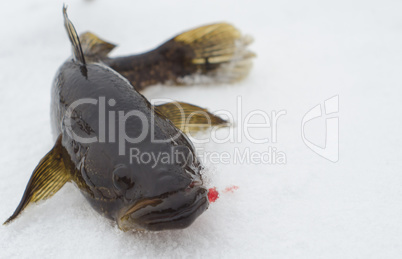 Small fish in the snow