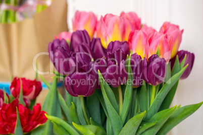 Beautiful pink and purple tulips. A bouquet of flowers for March 8, or Valentine's day