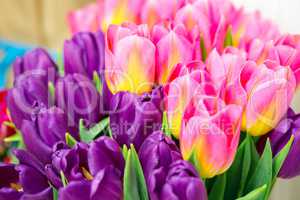 Beautiful pink and purple tulips. A bouquet of flowers for March 8, or Valentine's day
