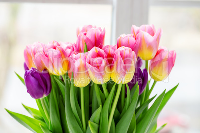 Beautiful pink and purple tulips. A bouquet of flowers for March 8, or Valentine's day