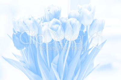 Beautiful tulips, light blue background for greeting cards and text. A bouquet of flowers for March 8, or Valentine's day