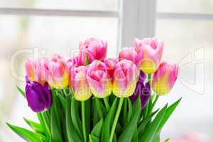 Beautiful pink and purple tulips. A bouquet of flowers for March 8, or Valentine's day
