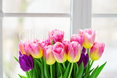 Beautiful pink and purple tulips. A bouquet of flowers for March 8, or Valentine's day