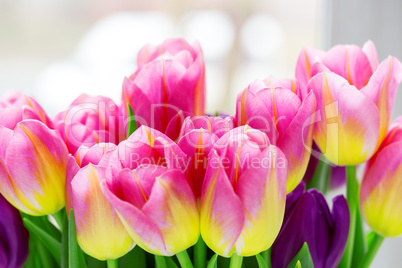 Beautiful pink and purple tulips. A bouquet of flowers for March 8, or Valentine's day