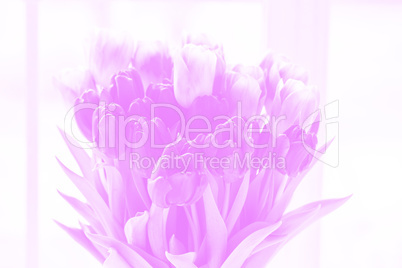 Beautiful tulips, light pink background for cards and text. A bouquet of flowers for March 8, or Valentine's day