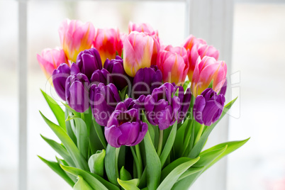 Beautiful pink and purple tulips. A bouquet of flowers for March 8, or Valentine's day