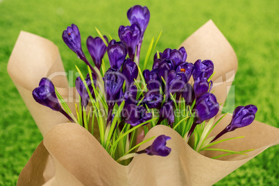 Beautiful crocuses. A bouquet of flowers for March 8, or Valentine's day