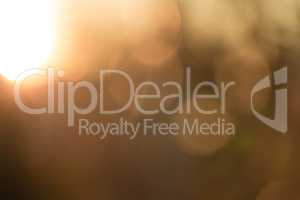 Gold desert in sunset, abstract bright blur background for web design, brown colorful background, blurred