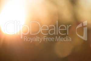 Gold desert in sunset, abstract bright blur background for web design, brown colorful background, blurred